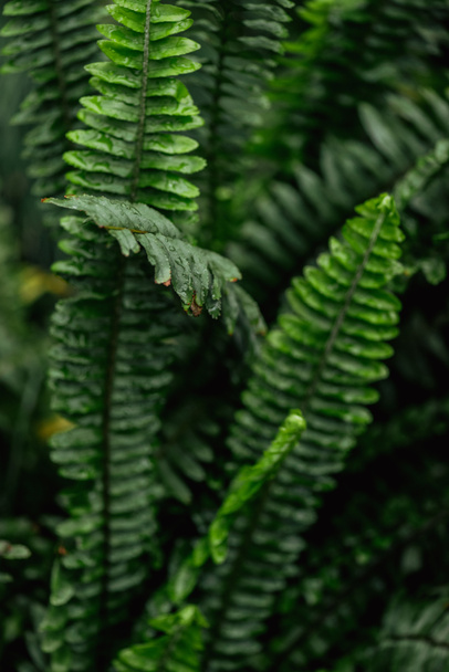 крупним планом вид зеленого барвистого листя папороті
 - Фото, зображення