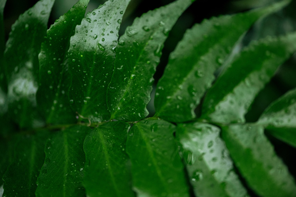 close up view of wet green tropical palm leaf with water drops - Fotó, kép