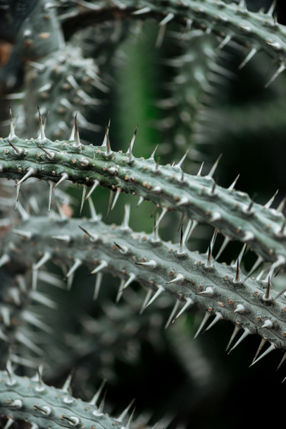 close up view of sharp green textured cacti leaves  - Photo, Image