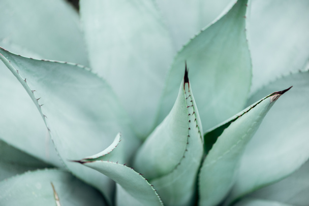 vista de cerca de cactus verde claro y verde
  - Foto, Imagen