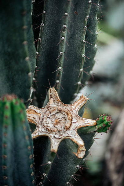 close up view of sharp green cut cactus - Foto, imagen