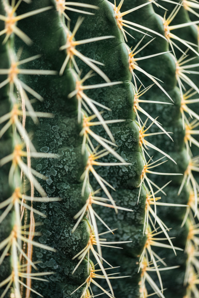 close up view of green cactus with needles - Fotó, kép