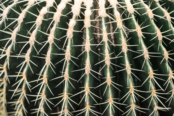 close up view of green cactus with sharp yellow needles - Foto, imagen