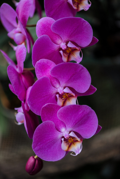 zblízka pohled na růžové květy orchidejí s velkými lístky - Fotografie, Obrázek