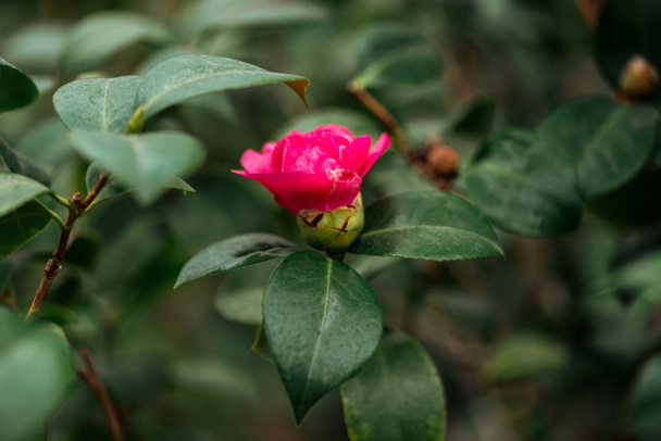 close up view of pink flower and green leaves on rose bush - Φωτογραφία, εικόνα
