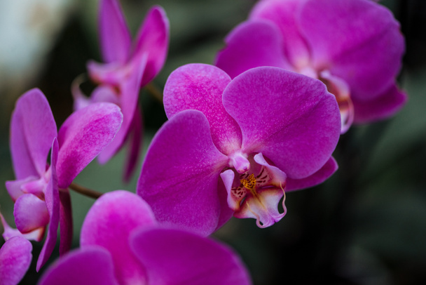 Close-up weergave van paarse orchidee bloemen met grote bloemblaadjes - Foto, afbeelding