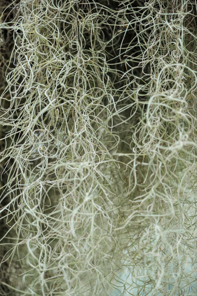 white curved roots of plant in botanical garden - Fotografie, Obrázek