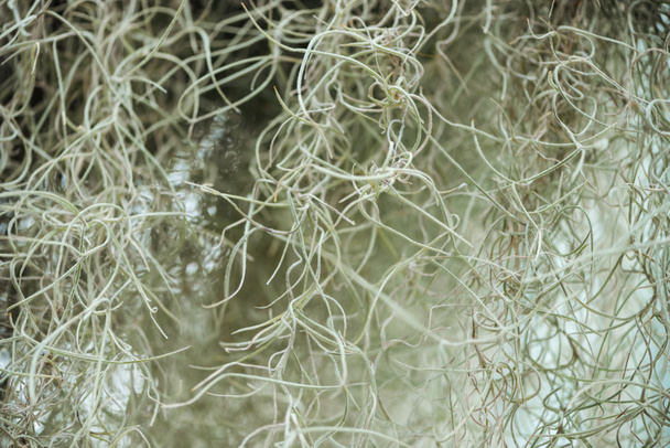 selective focus of white curved roots of plant in botanical garden - 写真・画像