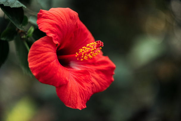 vue rapprochée de fleur rouge avec des feuilles vertes sur fond flou
 - Photo, image