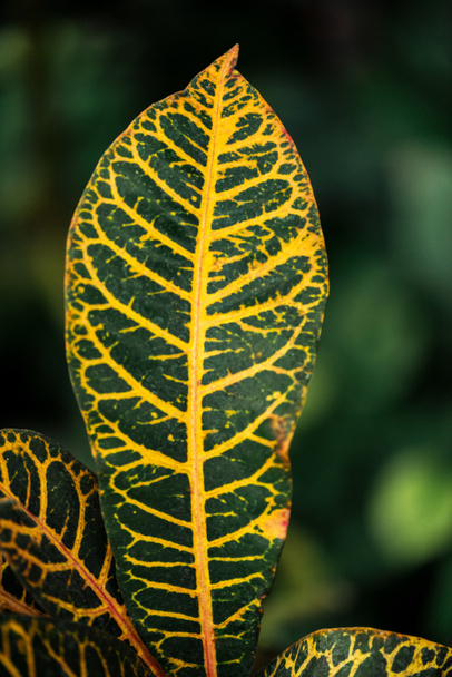 close up view of green and yellow exotic leaves  - Φωτογραφία, εικόνα
