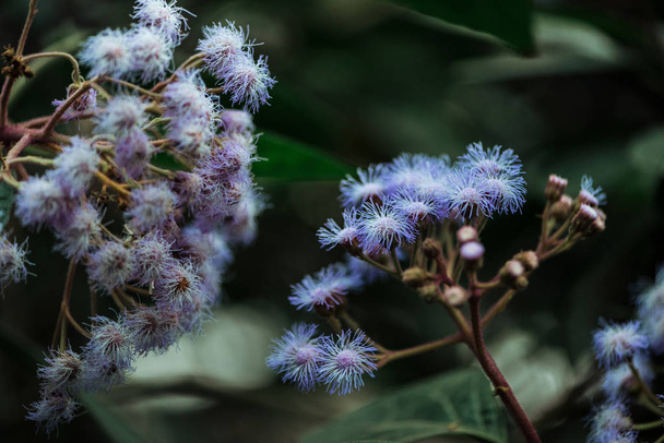 selective focus of blue wildflowers on blurred background - Fotoğraf, Görsel