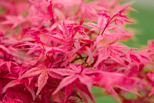 селективный фокус красочных красных листьев в ботаническом саду
 - Фото, изображение