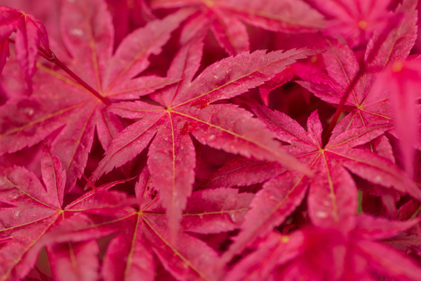 kirkkaat ja värikkäät punaiset lehdet eksoottisten kasvien
 - Valokuva, kuva