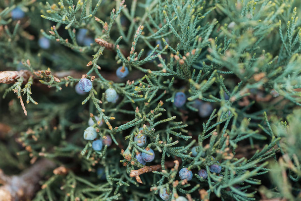 close up view of evergreen tree with berries on branches - Photo, Image