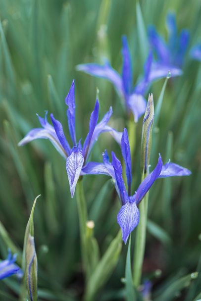 close up view of blue flowers and green leaves on blurred background - Foto, Imagen