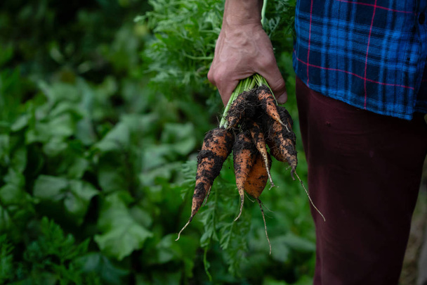 Bunch ofOrganic carrots in hands - Photo, image