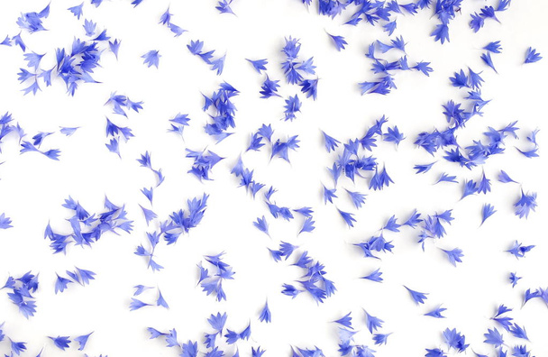 vista superior de hermosas flores sobre fondo blanco
 - Foto, Imagen