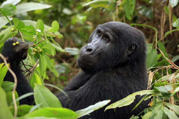 Mountain Gorilla (Gorilla beringei beringei) Bwindissä läpitunkematon kansallispuisto, Uganda
 - Valokuva, kuva
