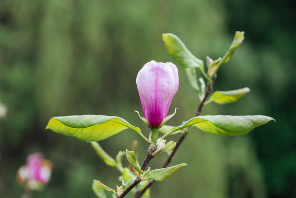 close up view of pink flower bud and green leaves on branches - 写真・画像