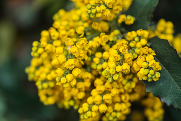 close up view of bright yellow flowers and green leaves - 写真・画像