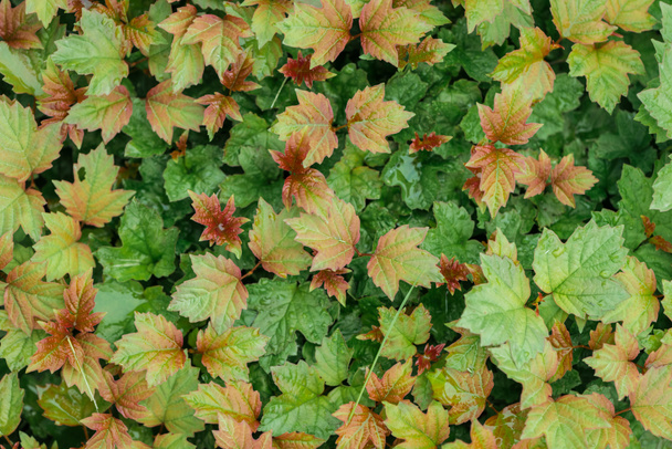 red, yellow and green autumnal leaves, seamless background - Zdjęcie, obraz