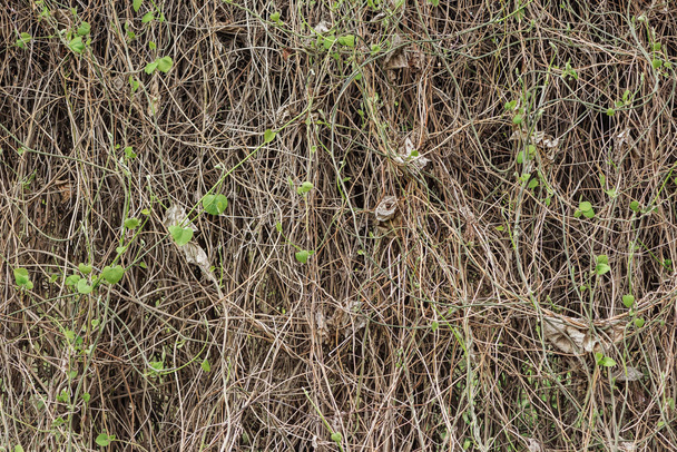brązowe suche rośliny z małymi zielonymi liśćmi - Zdjęcie, obraz
