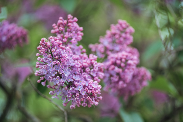 vista de cerca de la rama lila con pequeñas flores violetas
 - Foto, Imagen