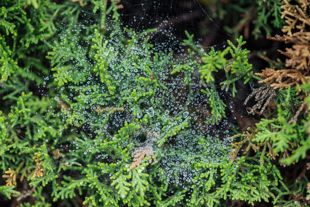 selective focus of water drops and evergreen plant - Photo, Image