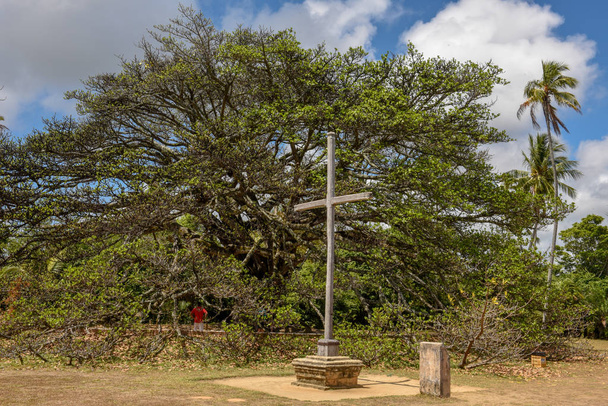 Gigant arbre du château Garcia D'Avila près de Praia do Forte, Brésil
 - Photo, image