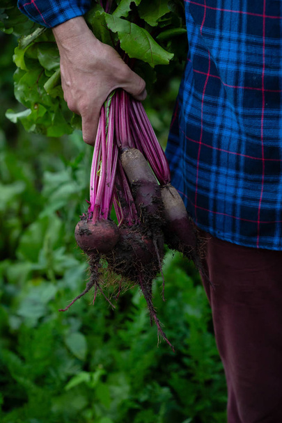 Organic eets with soil in hands - Foto, afbeelding
