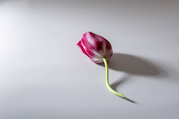 One spring flower on white background - Foto, Bild