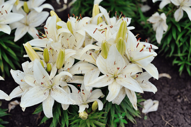 lily flowers in a garden - Photo, Image