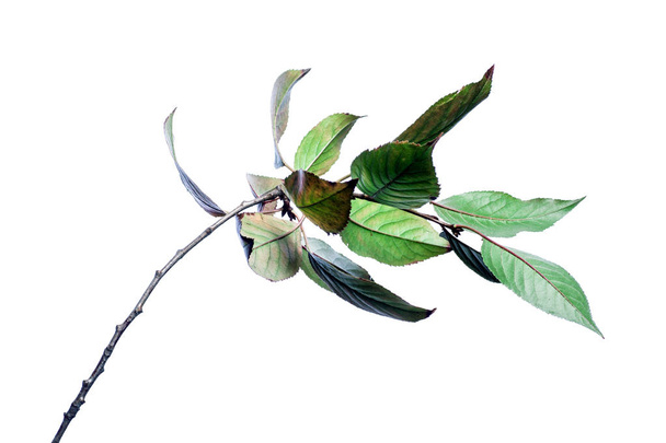 Fondo de verano con ramas hojas verdes aisladas en blanco
.  - Foto, Imagen