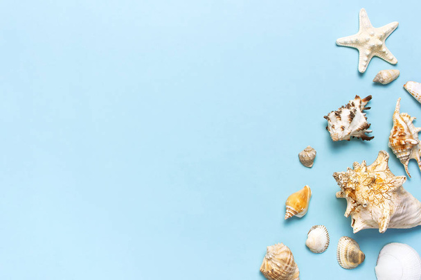 Summer concept, marine background. Different seashells and starfish on pastel blue background. Top view, flat lay, copy space. Sea summer vacation background. Travel, marine souvenir - Photo, Image