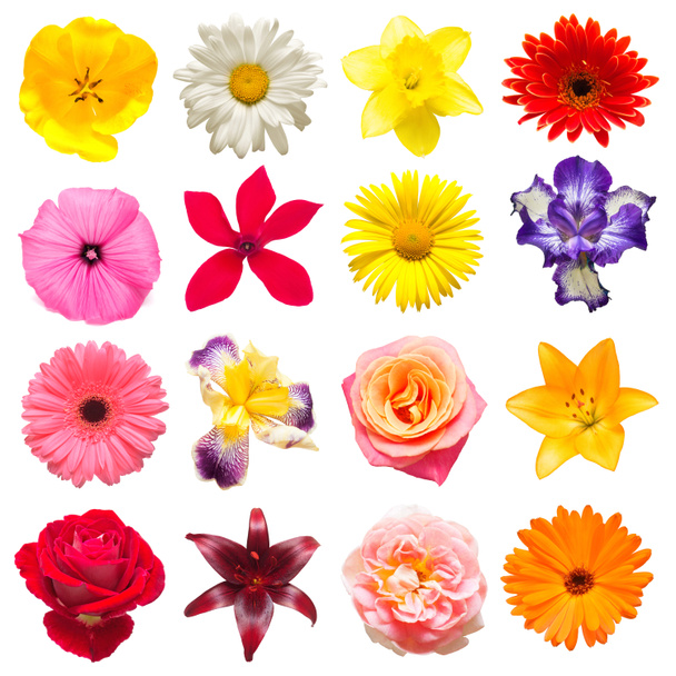 Collection of beautiful iris, cyclamen, lilies, tulips, chamomil - Photo, Image