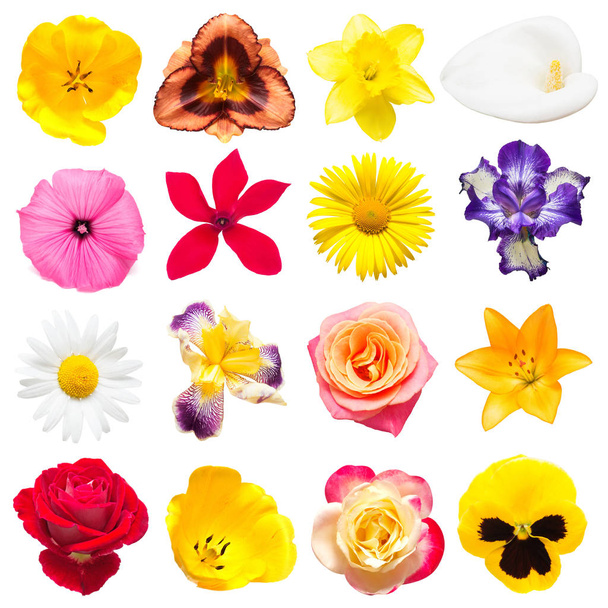 Collection of beautiful iris, cyclamen, lilies, tulips, chamomil - Photo, Image