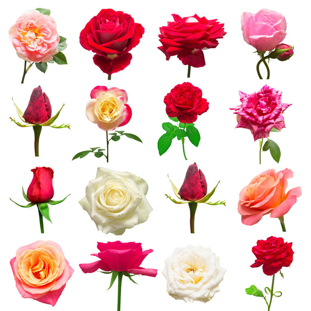Krásná sbírka květy růží v bílé, červené a růžové c - Fotografie, Obrázek