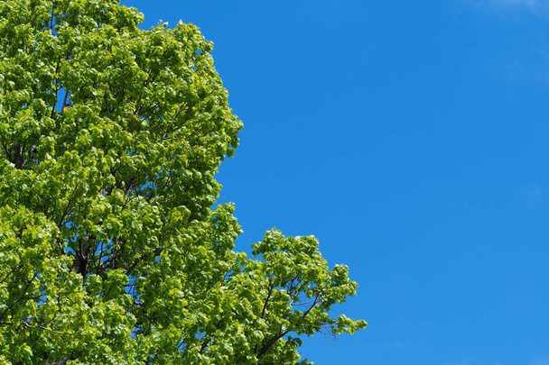 Berrak mavi gökyüzü arka plan üzerinde ıhlamur ağacının treetop - Fotoğraf, Görsel