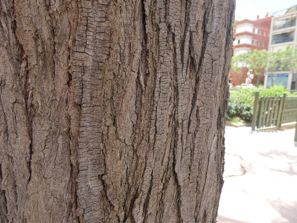 Texture du tronc d'arbre, sec, au centre d'une ville
 - Photo, image