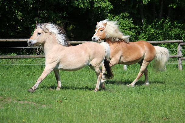  deux beaux chevaux courent sur le paddock au soleil
 - Photo, image
