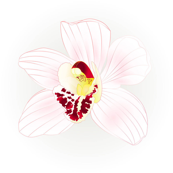 Orquídea tropical Cymbidium flor blanca realista festivo fondo vintage vector ilustración editable mano dibujar
 - Vector, Imagen