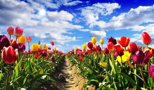 The Tulip Fields of Oregon - Photo, Image
