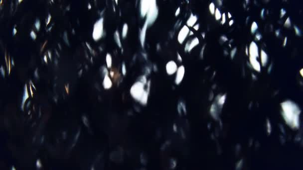 Un bosque alienígena aterrador. Bosque oscuro misterioso quemado paisaje
 - Metraje, vídeo