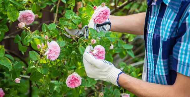 gardener man pruning tea rose shears. selective focus. - Photo, Image