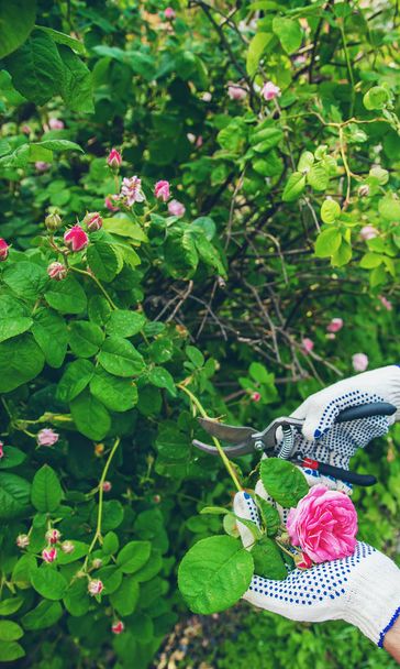 jardinier homme taille thé rose cisailles. focus sélectif
. - Photo, image