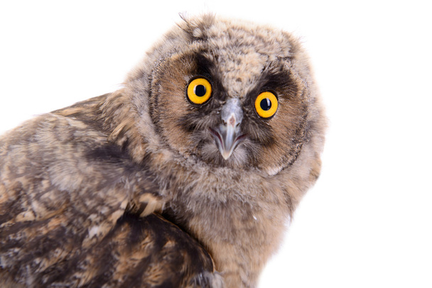 Great Horned Owl - Foto, Imagem
