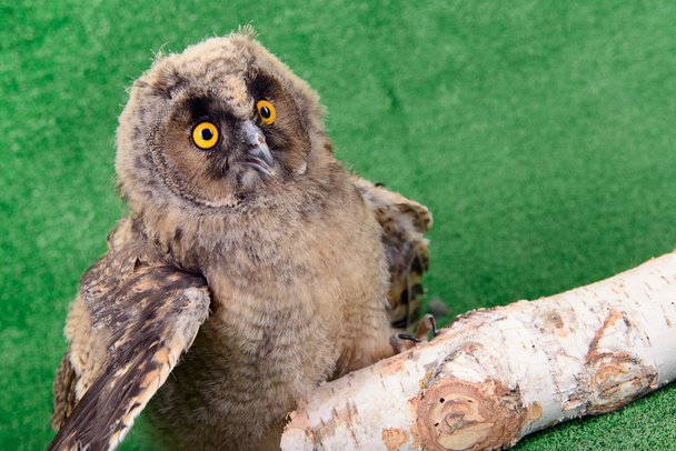 Great Horned Owl - Zdjęcie, obraz