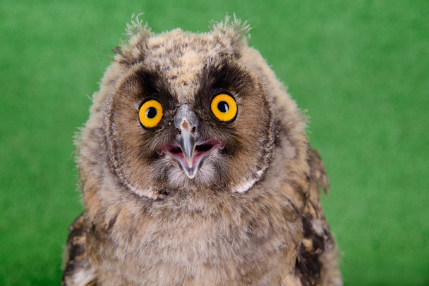 Great Horned Owl - Foto, Bild