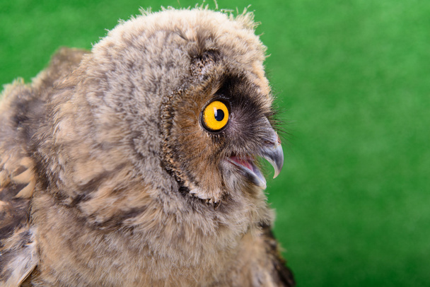 Great Horned Owl - Fotografie, Obrázek