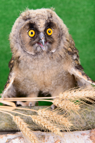 Great Horned Owl - Fotoğraf, Görsel
